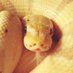 バナナ@バナナの家 (@ballpython1207) Twitter profile photo バナナ@バナナの家 (@ballpython1207) Twitter profile photo
