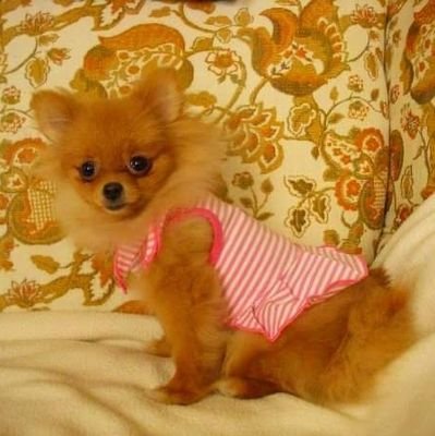 Activist, Democrat, animal lover, Pomeranian owner, quilter, artist in multiple mediums including oils, watercolor, fibre, and porcelain.