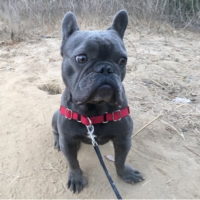 I love you, frenchies! Our frenchie is Benny! Currently residing in Los Angeles!