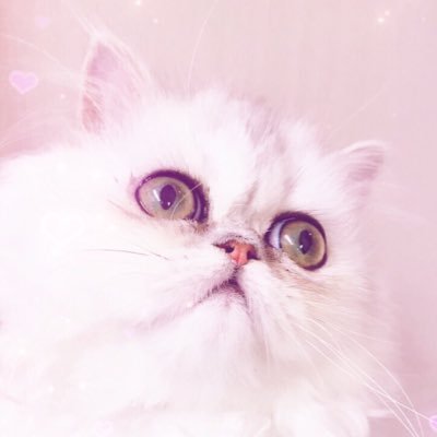 一度見たら忘れられないほどの大きな瞳…✨ペルシャ猫♀おめめ氏アカウント👽💜見えない何かと遊んだり、奇妙な動きが宇宙人ぽい…そんなおめめ氏の日常を発信⚡️⚡️時々おめめ氏からテレパシー届くかも⁉️💓