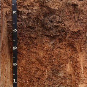 RedChromosol's profile picture. Soil Science Australia, New South Wales Branch. 
Much ado about soils in New South Wales (and everywhere else). Soils are important. We speak for soil.
