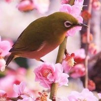 双葉瑠 (@phthapal) 's Twitter Profile