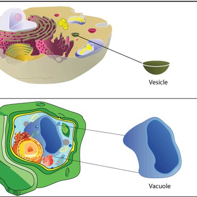 Vesicles/Vacuole (@Vesiclesl) / Twitter Vesicles/Vacuole (@Vesiclesl) / Twitter
