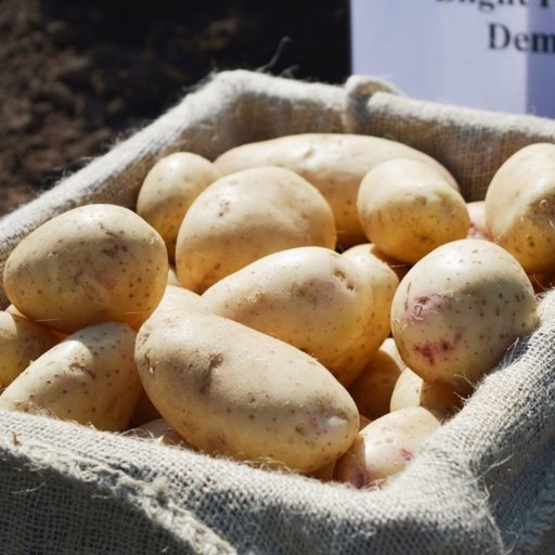 Potato research group at the James Hutton Institute, covering breeding, genetics, pathology and more.