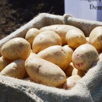 Potato@Hutton (@potatohutton) 's Twitter Profile