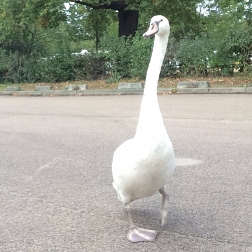 Promenait un cheval, puis ses chaussures de running, promène un bébé