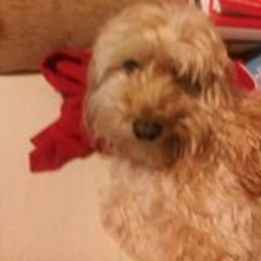 dave45654275's profile picture. 