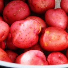 PotatoWomanXX's profile picture. Feminist (the only kind), anti-capitalist, vegan. Alt account.