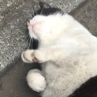 π€γγγγγ΄γͺγ©π€ (@yutokmsh) 's Twitter Profile