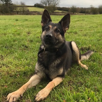 Cass is a Firearms Support Dog and Fergi is a search dog