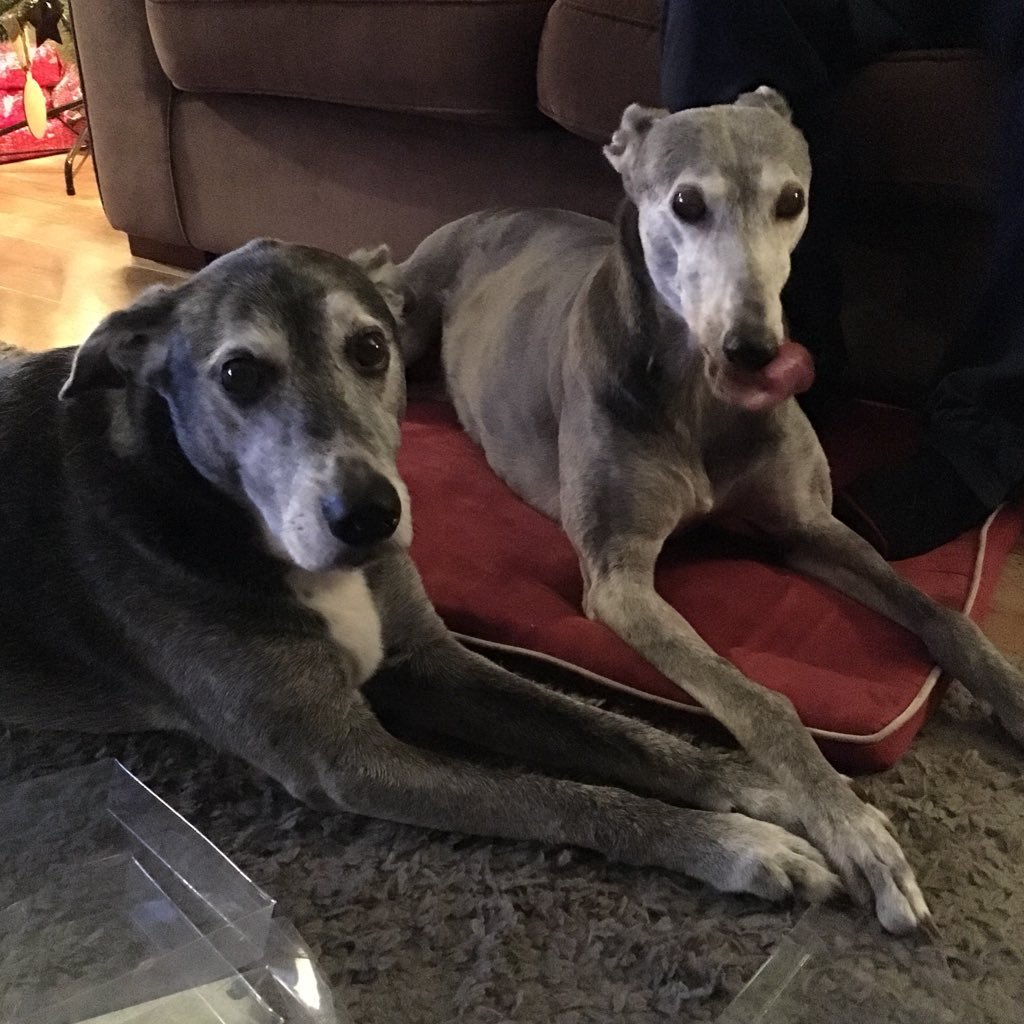 Noisy Dexter & Princess Tilly #houndsoftwitter Living with Chloe cat, Mom & Dad, W Mids. RIP Tilly 3.3.07 to 27.12.19 RIP Dexter 30.1.07 to 26.11.2022