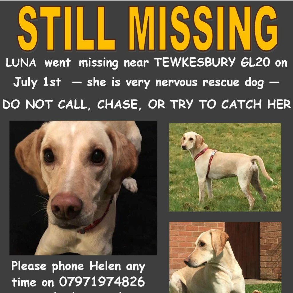 please help me find my dog Luna #findluna missing since July near Tewkesbury