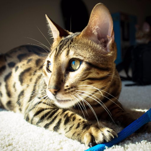 TICA Registered Bengal Cat & Kitten Breeder

https://t.co/GCnYOggYGG