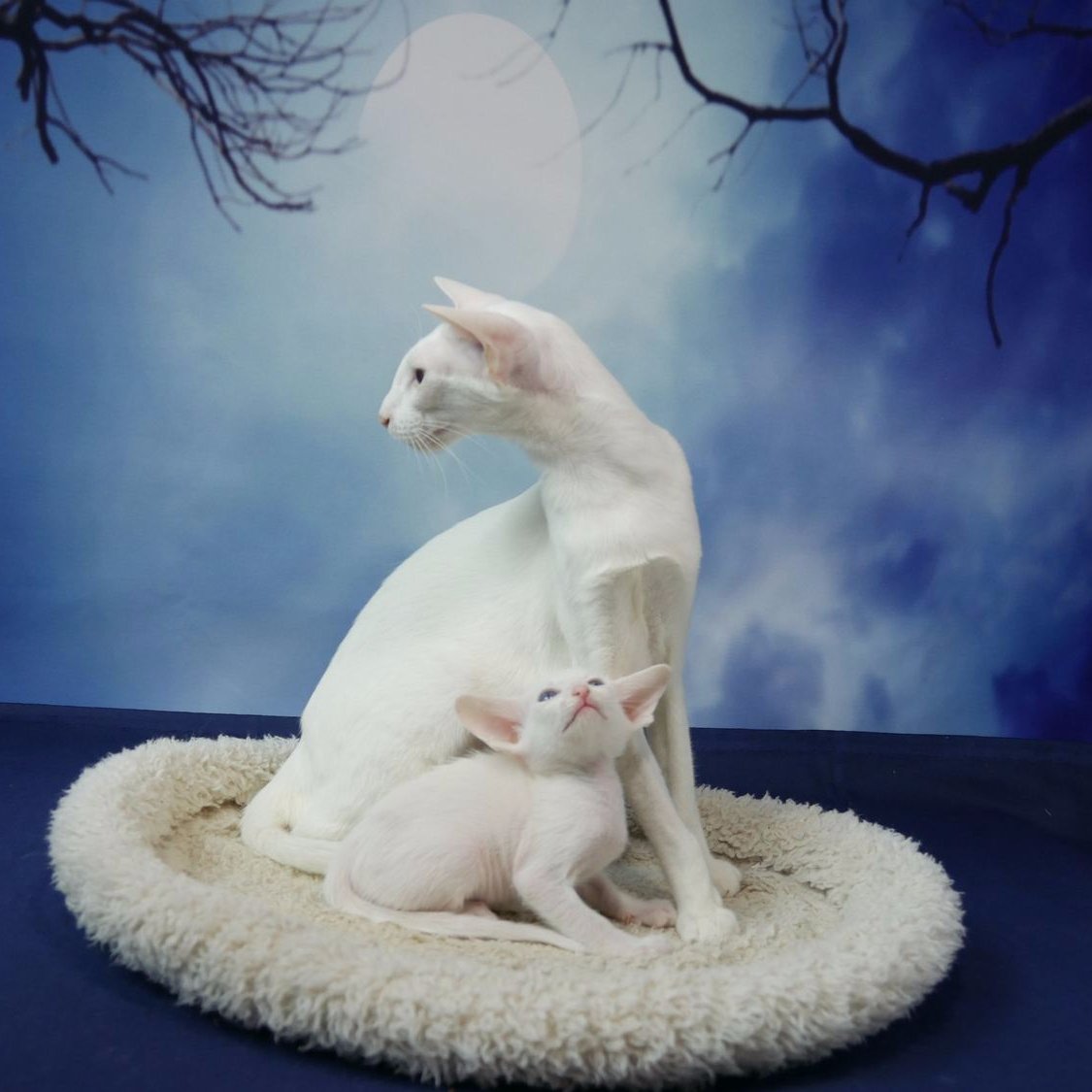 Oriental Shorthair Cat breeder
Purebred kittens available
contact via Facebook messenger
azorezcats@gmail.com
https://t.co/GnqjwrcNRF…