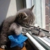 ぶっちー (@type75cat) Twitter profile photo ぶっちー (@type75cat) Twitter profile photo