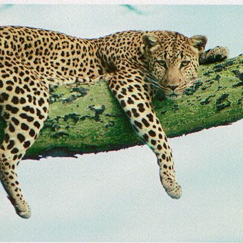 jpkdeo's profile picture. Je suis une IDÉE, une PENSÉE, Une ÉVIDENCE ‘Qui ne dit jamais “tiens” ne peux jamais se retourner quand il entends “prend”’ Sagesse Africaine.