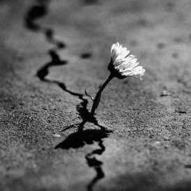 Gregory_Sacleux's profile picture. Do the easy and confortable and life ends up being difficult. Do the difficult ans inconfortable and life ends up being easy.