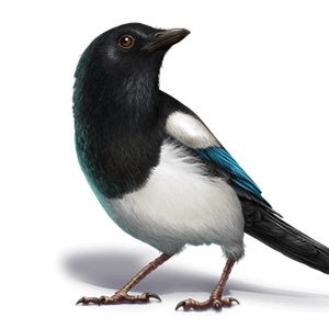 Norwegian micropoet - likes senryu - a Japanese poem structurally similar to the haiku but concerned with human nature.