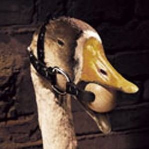 “Best bondage mallard on the internet!” - dan le sac 2020. he/they #ADHD