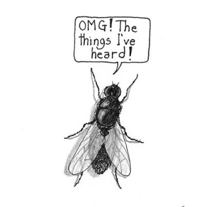 Resident insect of Kingsholm, always eavesdropping, puking on the staff’s donuts, avoiding that Spider’s web in the trophy cabinet