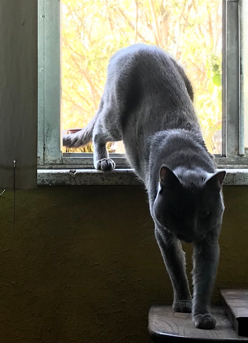  Tuitero, amante de los animales. Seguidor del Barça y de los Pumas.