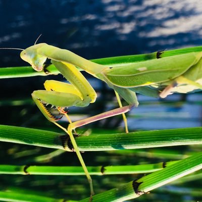 Just to let you know. I'm not really a praying mantis. Typing with pointy arms would be too difficult.