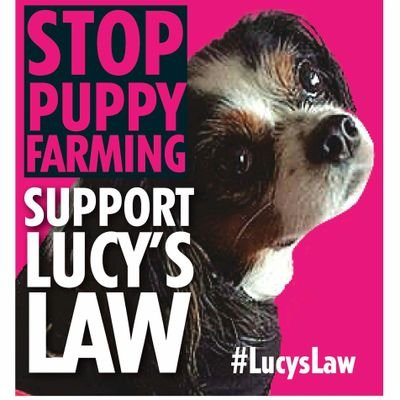 Official Boycott Dogs4Us Campaign Twitter Page.  #Dogs4Us - Exploiting #Dogs. Misleading Customers. #Puppyfarming #Wheresmum #Adopt #dogs4usofficial