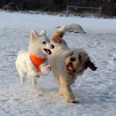 #PetTransport #dogwalking. #petsitting #homeboarding