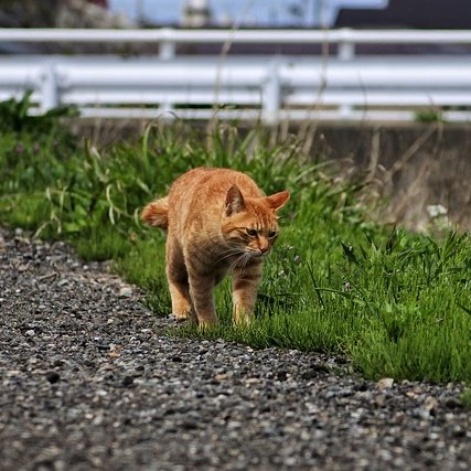 Kitty-Tracker är det senaste tekniken inom GPS:er till just din katt!