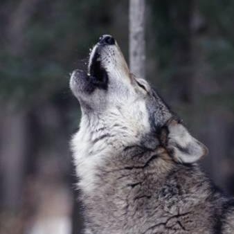 Grey_Wolfcub's profile picture. #LookAfterOurStar Add me to lists = blocked #AlwaysProEU  #BackSoonLoveEU