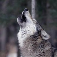 #KeepALightON Grey Wolf 🇪🇺 🇺🇦 (@grey_wolfcub) 's Twitter Profile