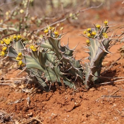 Succulent #Euphorbiaceae, #Burseraceae (#Commiphora, #Boswellia), Flora of #Kenya (#FloraTropicalEastAfrica) and #Somalia; @BonnGardens horticulturist