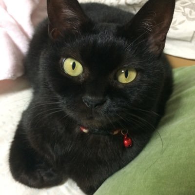 黒猫ラブ💖初代も2代目も。睡眠がネコ同様好きです。