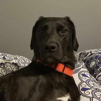 Paladin_Adkins's profile picture. 