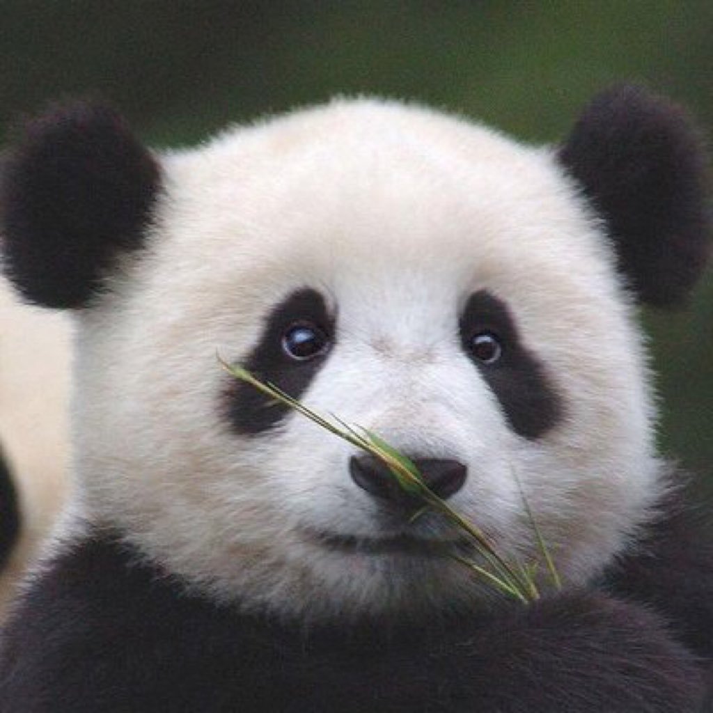 yuxingz's profile picture. victoria concordia crescit