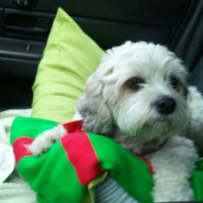 kissesnever's profile picture. 