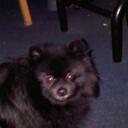 Trish Harris - @traylene2010 - Twitter