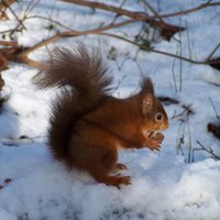 MAD Red Squirrels(@MADRS5) 's Twitter Profile Photo