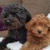 Anne Woodhouse (@annewoodhouse6) Twitter profile photo Anne Woodhouse (@annewoodhouse6) Twitter profile photo