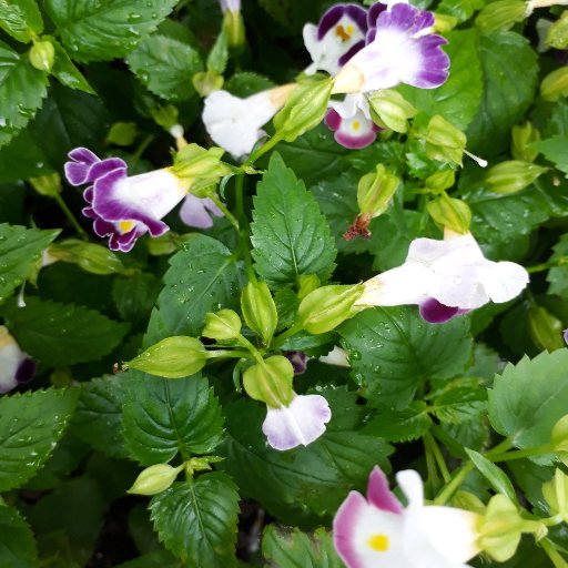 cescnguyen1602's profile picture. 