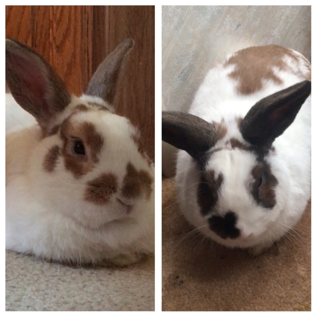 Bunny sisters Ginger Beth (Bigga) & Josephine (Toda Bear) and their sister Dolly the very snobby Maine Coon Cat🐾