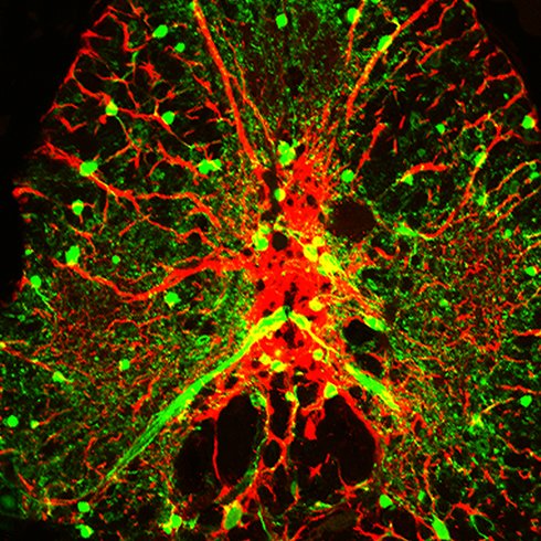 Developmental neurobiologists who investigate neural cell fate specification and myelination.