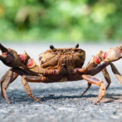 🦀カニ⤴️組長（山口佑也)さんのプロフィール画像