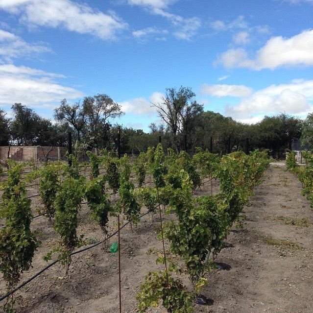 mrosas0515's profile picture. 