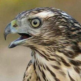 Imtiyaz96899974's profile picture. danger