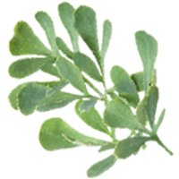Planta-ruda.com (@plantaruda) 's Twitter Profile Photo Planta-ruda.com (@plantaruda) 's Twitter Profile Photo