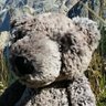 brombelbeer1's profile picture. Bear fond of coffee, cake, travelling, sleeping. I tweet with Knut, Fritz, Rupert, Bammie, Mattuschka, Pazzo, Urs, Lovell, Vikibeth. Tweets from cats may occur