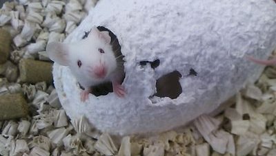 sugayui_63's profile picture. 成人済/2.5/とうらぶ/twst/enst//情報収集用