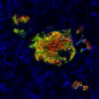 Kim Davis Lab (@davislabjhu) 's Twitter Profile