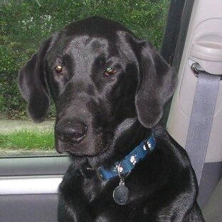 My name is Winslow, I passed last year at 13.5 yrs old, my family is still grieving for me.